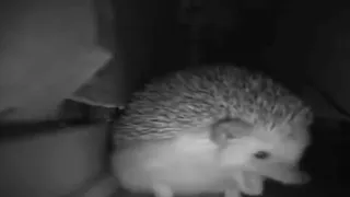 Hedgehog sneezed (Meme)