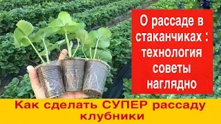 Как сделать СУПЕР рассаду клубники