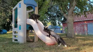 Rescue fox kits play on a slide at SAVEAFOX