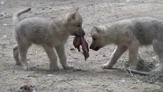 Гудзонские волчата. Мясной обед. 09.06.2022