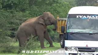 A lorry pushed the wild elephant into the forest, ready to attack the vehicles.