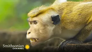 A Rival Male Challenges the Alpha for Macaque Supremacy 🙊 Monkey Island | Smithsonian Channel