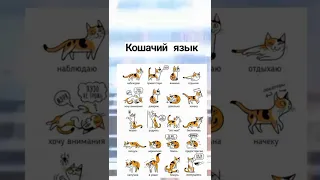 Кошачий язык #shorts #кошки #кошачий #язык #кошачийязык #рекомендации #кошка #cats #cat #recommended
