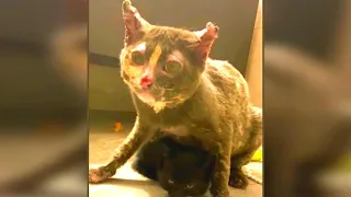 Brave Mama Cat Races In To Try And Save Her Kittens From A Barn On Fire