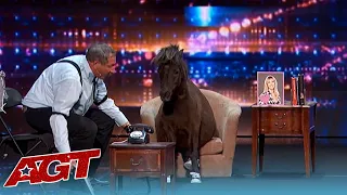 LOL! Animals Got NO Talent on America's Got Talent!