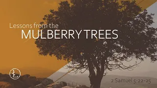 Lessons from the Mulberry Trees