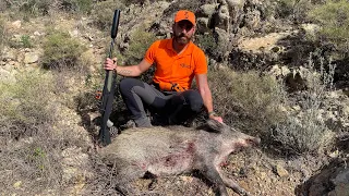 Tirs de 3 beaux sangliers en battue💥chasse en Corse à Bastelica