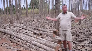 GreenIS Timber business 'booming' as global demand soars