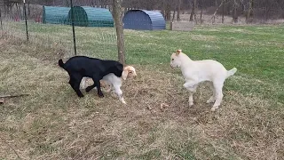 Baby goats practice head butting