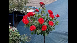 Штамбовые розы - наши любимцы