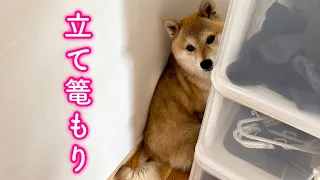 愛犬が怯えてクローゼットの隙間から出てこなくなりました