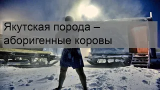 Якутская порода – аборигенные коровы