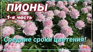 Пионы со средним сроком цветения / Сад Ворошиловой