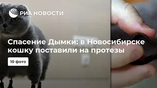 Спасение Дымки: в Новосибирске кошку поставили на протезы