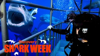 Five Great White Sharks Show Off Their Attack Skills | Shark Week