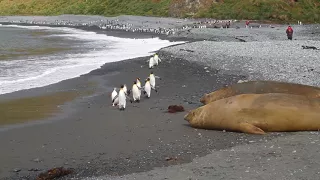 Elephant seals v. penguins!?