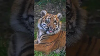 Baby Tiger (Sumatran) #animalplanet #cute #tiger #funnyvideo