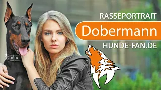 ► Dobermann [2018] Rasse, Aussehen & Charakter