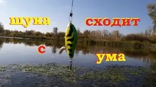 Слайдер косит щуку! Pike goes crazy with "jerk"!(October 2020)