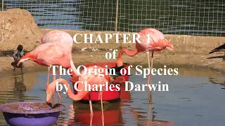 CHAPTER 1 of  The Origin of Species By Charles Darwin #audio #audiobook