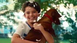 WIENER-DOG Trailer (Todd Solondz - 2016)