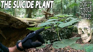 Australian "Suicide Plant" - Gympie Gympie // DON'T TOUCH IT!!