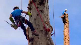 Giant Sequoia Trees Felling Climbing With Chainsaw Machines! Dangerous Tree cutting down skills.