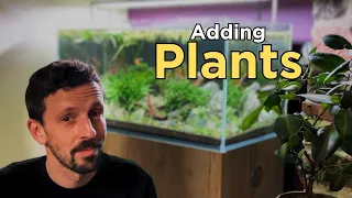 Adding Easy Plants to My Low Maintenance Planted Fish Tank/ Aquascape