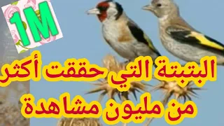 جديد بتبتة الحسون  لصيد 2022 avcılık için yeni saka kuşu