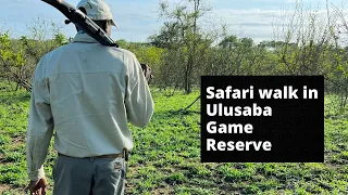 Safari walk in Ulusaba Private Game Reserve, South Africa