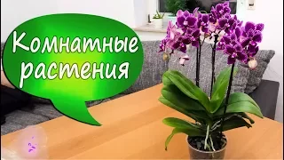 15. Пересаживаю орхидею Chia E Yenlin в пенопласт! О системах посадки фаленопсисов. Методу 2,5 года!