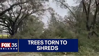 Hurricane Idalia: Trees in powerful storm's path ripped to shreds