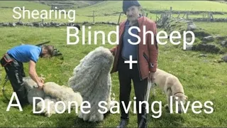 Shearing blind sheep and drone saving lives #sheep farming lambs sheep #shepherd #animal #cows