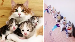 Best Kittens Videos - Am I So Cute? | Ep. #1