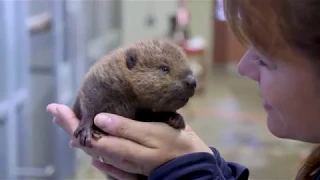 Baby Beaver Cuteness