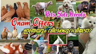 💙Fancy Pigeon❤‍🔥Cat💞Dogs🥰Hen🤗Goat💝Low Rate Pets Sale Kerala💛Pravu Valarthal😻Kerala pets farm kerala🤍