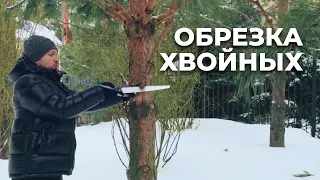 Обрезка хвойных деревьев: #сосна и #лиственница