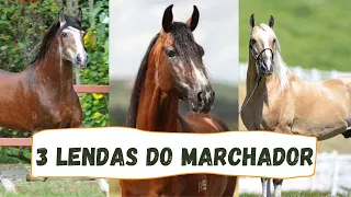 Esses cavalos são os melhores do Mangalarga Marchador