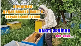 Переселяю пакет в Український вулик. Бджолопакет зроївся! Що робити? Як вийти з такої ситуації?