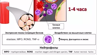 ФИЗИОЛОГИЯ ВОССТАНОВЛЕНИЯ МЫШЕЧНОЙ СИЛЫ ПОСЛЕ ТРЕНИРОВКИ