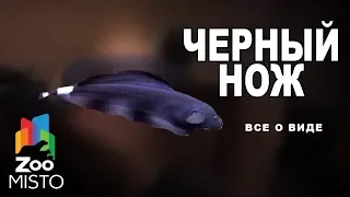 Черный нож - Все о виде рыб | Рыба черный нож