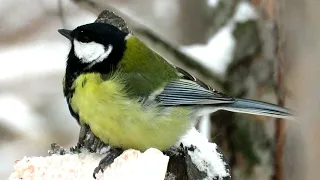 Большая Синица зимой, Great tit, Parus major,