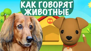 Учим животных 🙉 Как говорят животные Мультик Звуки животных для детей Играем в прятки КАКАДУ