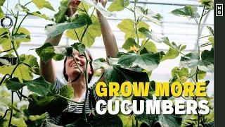 How We Grow Cucumbers Vertically For HUGE Harvests! DIY High Tunnel Trellis