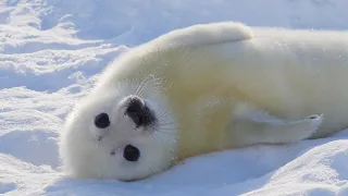 産まれたばかりのアザラシの赤ちゃん、寝返りコロリン。