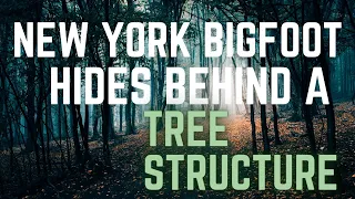 NEW YORK SASQUATCH: THE BIGFOOT WAS FIXED ON MY DOG AS IT HID BEHIND A TREE STRUCTURE!