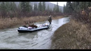 Alaska Moose Hunt. 2 archery kills