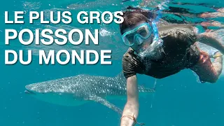 #78 Nager avec un REQUIN BALEINE au Mozambique