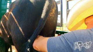 Castrating a 750 pound Bull