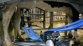 Milking Robot on Dairy Farm